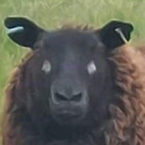 Meet your Posher, Barry